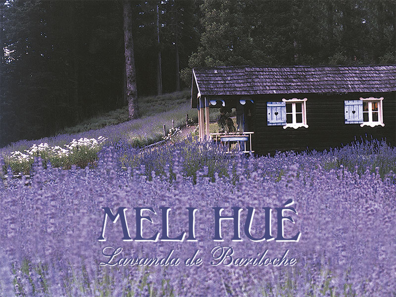 Campos de lavanda en Melihue, Bariloche